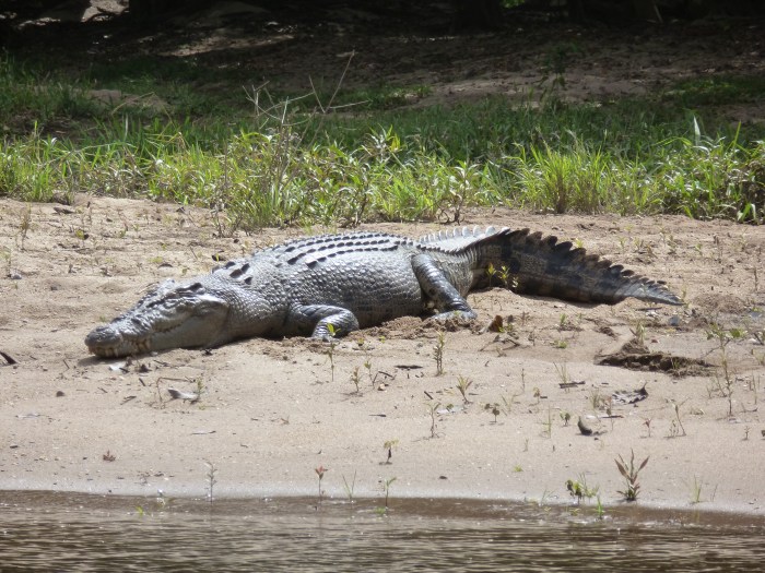 Cocodrilo tomando el sol cerca de Port Douglas