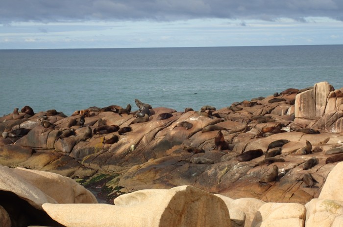 olonia de leones marinos en Cabo Polonio