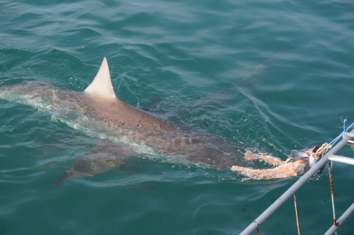 Buceando con tiburones desde una jaula metálica en Kleinsbaii