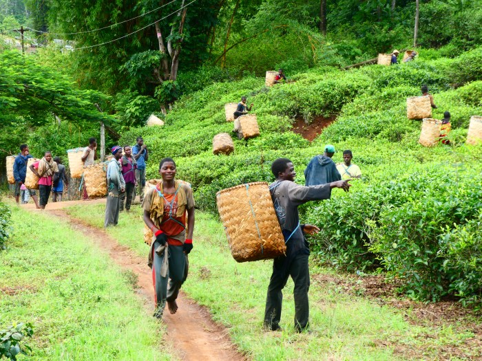 Escena en la recolección de té en Gurué