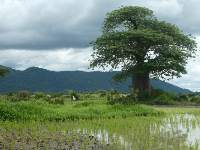 Paisajes de Liwonde, arrozales y baobabs